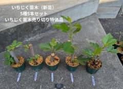 58 いちじく苗木（新苗）5種5本セット - メルカリ