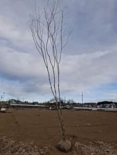アオダモ 山彩り ーーアオハダ、モミジ、カエデーー - メルカリ