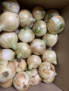 静岡県産　新玉ねぎ　黄玉のサムネイル