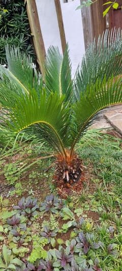 蘇鉄 ソテツ 鉢植えのサムネイル