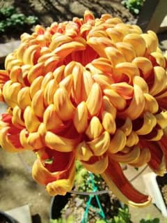 m94436045964_1.jpg?1765515545