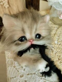 よちよち短足♡ミヌエット子猫ちゃん♡お口開閉♡アートドール