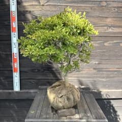 ドウダンツツジ【現品発送】管理70673 ドウダンツツジ【現品発送】管理70673 ドウダンツツジ【現品発送】管理