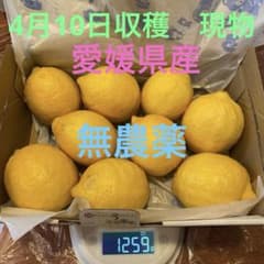 ③新鮮愛媛県産無農薬レモン9個 1259gのサムネイル