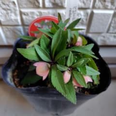 専用【開花株】横山園芸クリスマスローズ ベビードール 札付き - メルカリ