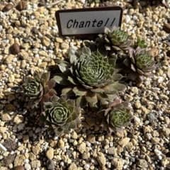 sempervivum Chantell ランナー3cm苗のサムネイル