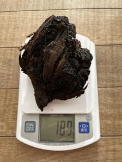 天然 (カバノアナタケ)のサムネイル