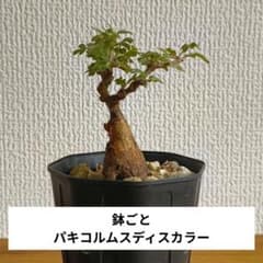 鉢ごと 実生 パキコルムス ディスカラー 象の木 - メルカリ