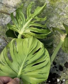 E43モンステラ デリシオーサ タトゥー Monstera Tattooのサムネイル
