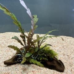 【第四種郵便】ジャワモス活着ピンナティフィダ付き流木　24cm メルカリ便】南米ウィローモス活着ハイグロフィラピンナティフィ