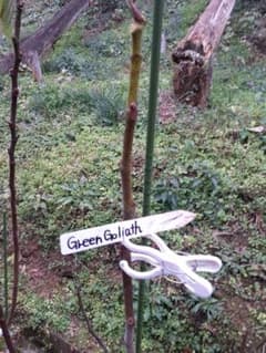 Green Goliath & Leo Longhissimo イチジク穂木 - メルカリ