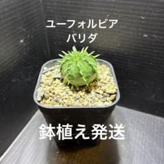 【メルカリ便発送】ユーフォルビア　ナディアエ　3株　実生3年株　ポットごと発送 ハッピーセール ユーフォルビア バリダ③ 国内実生株 鉢植え発送