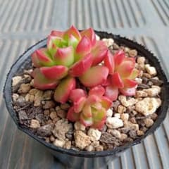 No.3 レティジア 抜き苗 多肉植物 - メルカリ