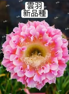 112-雲羽 カキコ 新品種 花サボテンエキノプシス属 大輪咲12-15cm