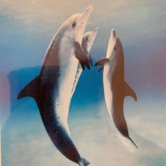 タルボットのサムネイル