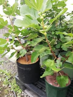 選べる５本　イチジク挿し木用穂木のサムネイル
