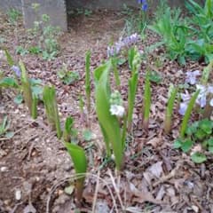 すずらん苗　花つき7本のサムネイル