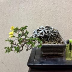 逸品！上下10㎝ 根上がり 群雀 ムレスズメ 小品盆栽 真柏 黒松 五葉松