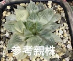 ハオルチア 白蛇伝 葉挿し発根済み - メルカリ