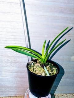 【別格稀貴品】富貴蘭　白牡丹（三浦系） 別格稀貴品】富貴蘭 白牡丹（三浦系） - メルカリ