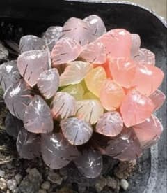 多肉植物 ハオルチア OB-1オブツーサ錦 鮮明錦 糊斑 親株 - メルカリ
