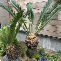 ソテツ⭐︎種子②のサムネイル