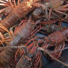 ふわふわ様お祝いの品のサムネイル