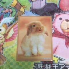 ブロッコリー ハイブリッドスリーブ 「たれ耳ウサギ」のサムネイル
