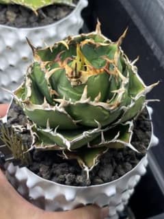 親株　アガベチタノタ白鯨　Agave titanota white whaleのサムネイル
