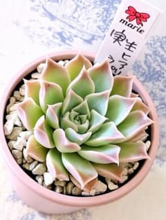 実生ヒアリナラパス札付きポットごとメルカリ便まりえさん苗 - メルカリ