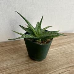 アロエ　スーパースノーホワイトのサムネイル