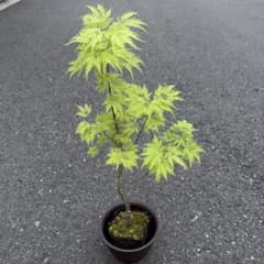 モミジ 彗星 鉢植え 苗木 H60cm前後 イロハモミジ ヤマモミジ カエデ