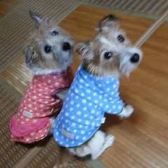 確認用写真のサムネイル