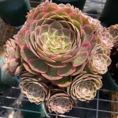 銀*丞様 B1508-4 ×16苗アエオニウム系 フェンカ 抜き苗 多肉植物 エ 銀*丞様 B1508-4 ×16苗アエオニウム系 フェンカ 抜き苗 多肉植物