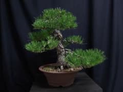 黒松 盆栽 太幹 大品盆栽 大型 古木 葉性抜群 - メルカリ