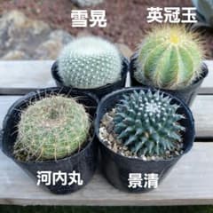 サボテン　セットC❗ビニポット付き‼️のサムネイル