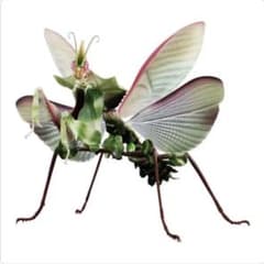 いきもの大図鑑　アドバンス　　  ニセハナマオウカマキリ　メス　未開封のサムネイル