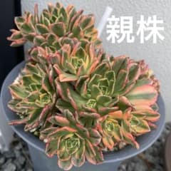 アエオニウム 甜茶錦 カット苗2苗 - メルカリ