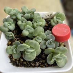多肉植物 エケベリア 抜き苗ラブリーローズ(苗のみ映像全て) - メルカリ