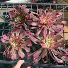 アエオニウム カット苗セット 黄銅壺錦1苗 ＆赤銅壺白錦3苗 特大苗