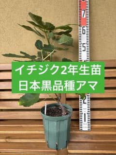 イチジク苗 日本黒品種アマ 2年生苗 - メルカリ