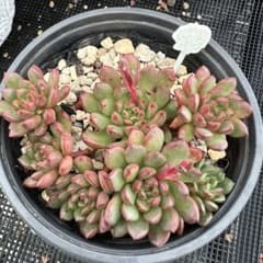 多肉植物♡ピンクルルビー 抜き苗 - メルカリ