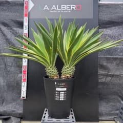 AL1364】ユッカ グロリオサ バリエガータ ダブルヘッド - メルカリ