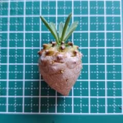 ユーフォルビア　峨眉山⑤のサムネイル