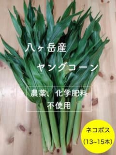 13~15本 八ヶ岳産　農薬不使用　ヤングコーン　ベビーコーン　信州 長野　野菜のサムネイル