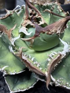 アガベ 麻花 agavesan oc株 【発根済み】 麻花龍 アガベ 麻花 agavesan oc株 【発根済み】 麻花龍 - メルカリ