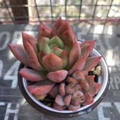 多肉植物　サバレスのサムネイル