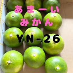 みかん　極早生　YN26 約2キロ　ご家庭用　サイズ混合のサムネイル