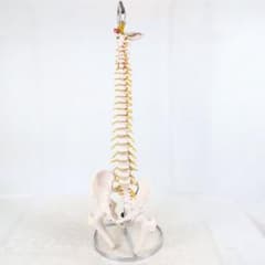 脊椎骨格模型 標本 脊椎 脊柱 背骨 現状品 - メルカリ