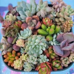 多肉植物 寄せ植え用 詰め合わせセットᰔᩚ9cm×9cmP入ピンク❤︎多肉